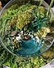dodatki - różne Terrarium natura zamknięta w szkle 1