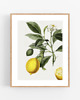 grafiki i ilustracje PLAKAT  ILUSTRACJA botaniczna  vintage cytryny 4