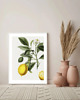 grafiki i ilustracje PLAKAT  ILUSTRACJA botaniczna  vintage cytryny 3