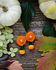 kolczyki soutache Dynie- jesienne kolczyki soutache 1
