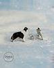kolczyki ceramiczne Border collie - ceramiczne kolczyki 1