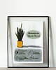 grafiki i ilustracje Instrukcja roślinna: SANSEVIERIA 1