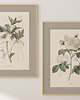 plakaty Autorskie Ilustracje botaniczne 50x70 cm 1