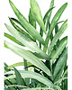 grafiki i ilustracje Kencja - ilustracja botaniczna 1