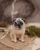 figurki i rzeźby Mops Miniatura- zamówienie indywidualne 1