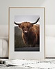 fotografia PLAKAT szkocka krowa HIGHLANDS Szkocja 1
