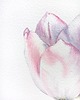 obrazy "Delikatny różowy tulipan" 20*30 cm/ akwarela 5