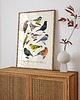plakaty Plakat Zestaw "Ptaki" I i II 50x70 cm 3