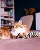 Zabawki dla zwierząt Zabawka dla kota kopacz kick & hug ze sznureczkami i kocimiętką TYGRYS 9