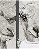 obrazy Obraz na płótnie - KOZY 120x80cm 3