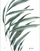 grafiki i ilustracje Eucalyptus & Wind 2
