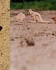 klocki i zabawki drewniane Kangur / Kangaroo 3