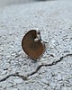 pierścionki - różne Amonit - pierścionek regulowany 4