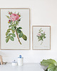 plakaty Rosea ventenatiana - Plakat botaniczny - Retro 1