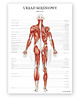 plakaty Plakat Mięśnie Człowieka 2