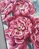 obrazy "Różowe piwonie" 36*51cm/ akwarela 5