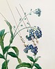 wisiory Niezapominajka- Flora- wisior z perełką 2