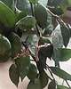 bransoletki wire wrapping Miedziana elfia bransoletka z zielonym onyksem 1