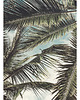 fotografia palmy  fotografia plakat 1