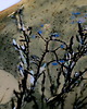 patery i talerze Patera 4