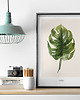 plakaty Monstera - Plakat botaniczny na ścianę z kwiatem 1