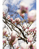 fotografia Magnolia 1