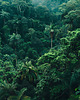 plakaty Plakat -Jungle 1