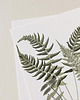 plakaty Plakat Paproć Blechnum 2