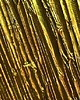 obrazy ARTISTIC GOLD - Wielkoformatowy obraz art&texture 2
