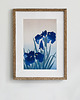 plakaty Plakat- Niebieskie Irysy 1