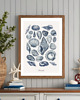 plakaty PLAKAT muszle, vintage, ilustracja, plansza 1