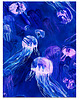 bluza bez kaptura damska Aksamitna BLUZA KIMONO domowe/kopertowa marynarka, autorski print MEDUZY 5