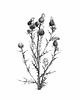 grafiki i ilustracje Osty 30x40  - grafika botaniczna 3