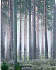 tapety i naklejki ścienne Naklejka Ścienna Las Łuk 100x200cm 1