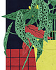 grafiki i ilustracje Begonia plakat grafika kwiaty 1