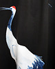 zasłony Zasłony artystyczne 2 szt Birds 4