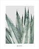 grafiki i ilustracje Agave 50x70 cm 2