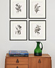 grafiki i ilustracje Zestaw Grafik Botanicznych Vintage  4