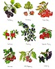 grafiki i ilustracje Owoce leśne- grafika na ścianę- ilustracja- las 1