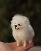 figurki i rzeźby Pomeranian Biały- Mianiatura 3