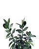 grafiki i ilustracje Peperomia - ilustracja botaniczna 1