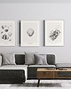grafiki i ilustracje Muszle - Komplet 3 wydruków 6