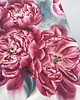 obrazy "Różowe piwonie" 36*51cm/ akwarela 6