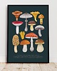 plakaty Plakat "Grzyby" 30x40 cm na morskim tle 4